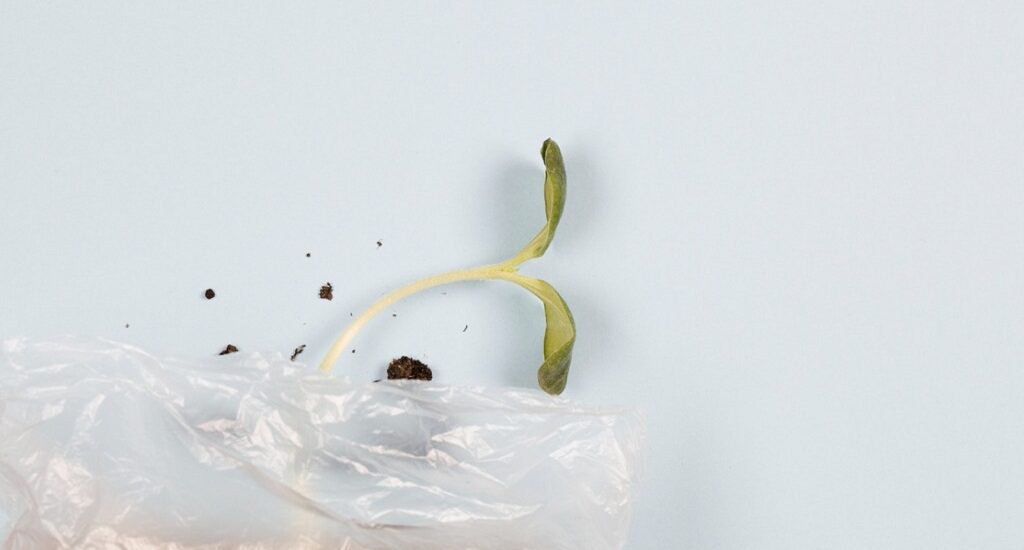 How to germinate seeds in a bag?