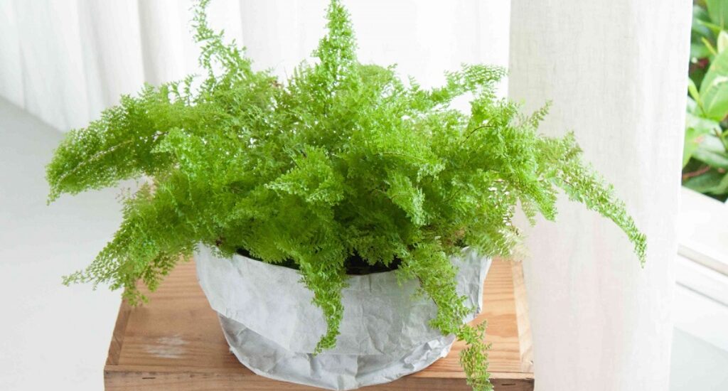 How to Grow and Care for Indoor Ferns
