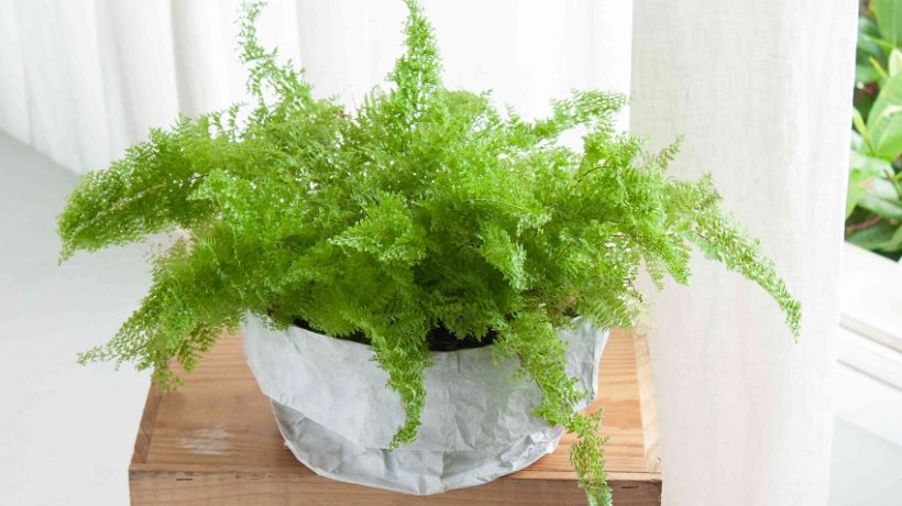 How to Grow and Care for Indoor Ferns
