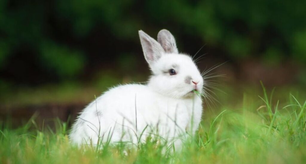 Can Rabbit Poop Make a Dog Sick?
