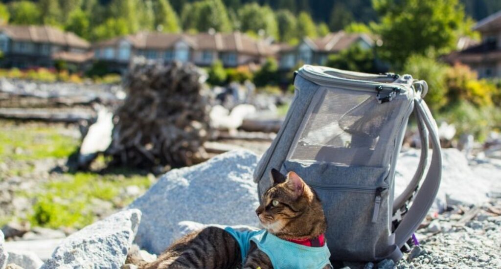 How to Travel by Car with a Cat Litter Box