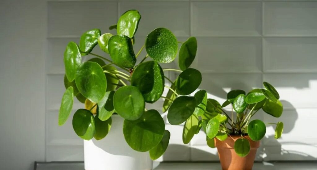 Why is my Pilea growing taller?