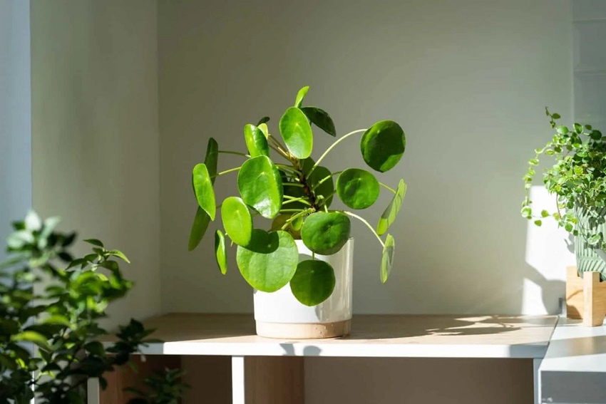 Why is my Pilea growing taller: Shaping Your Pilea