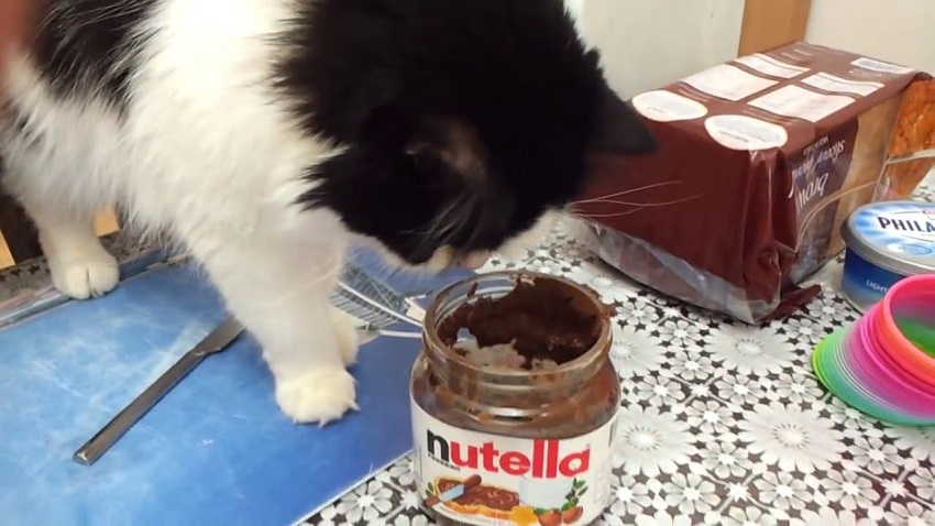 Can Cats Eat Nutella