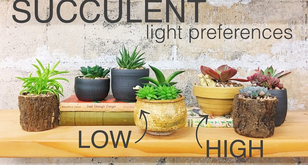 Do Succulent Flowers Need Sunlight?