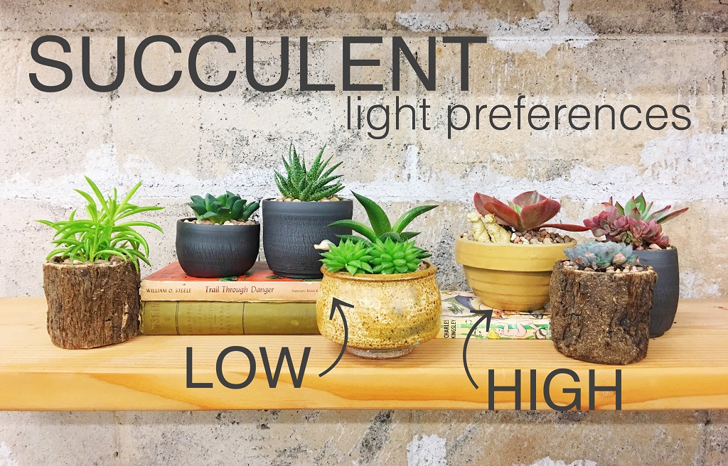 Do Succulent Flowers Need Sunlight?
