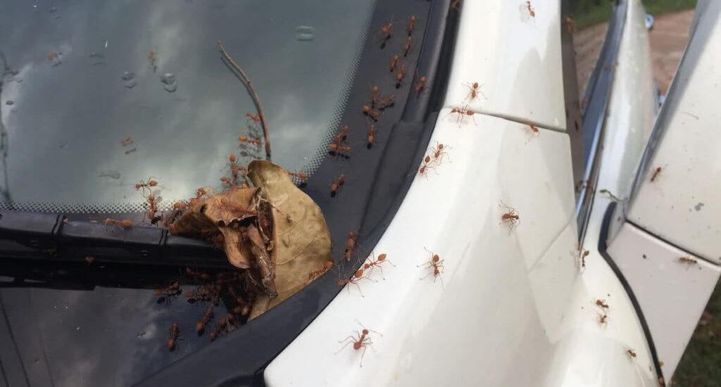 How to Get Ants Out of Your Car Naturally
