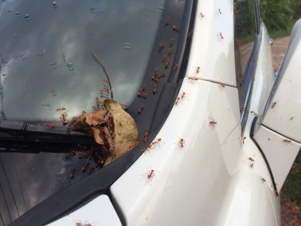 Understanding Why Ants Are Attracted to Your Car