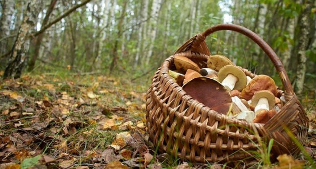 How to Forage for Wild Edible Mushrooms Safely: A Beginner’s Complete Guide